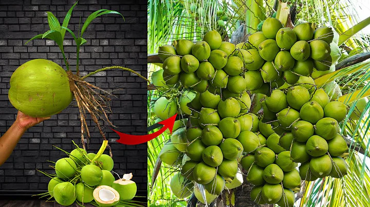 Great techniques to find out how to graft coconut trees grow fast