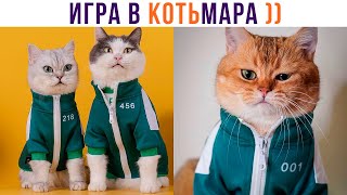 ИГРА В КОТЬМАРА))) Приколы с котами | Мемозг 847