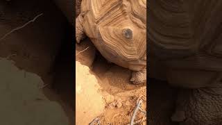 Tortoise Laying Eggs 🐢 (Again!)