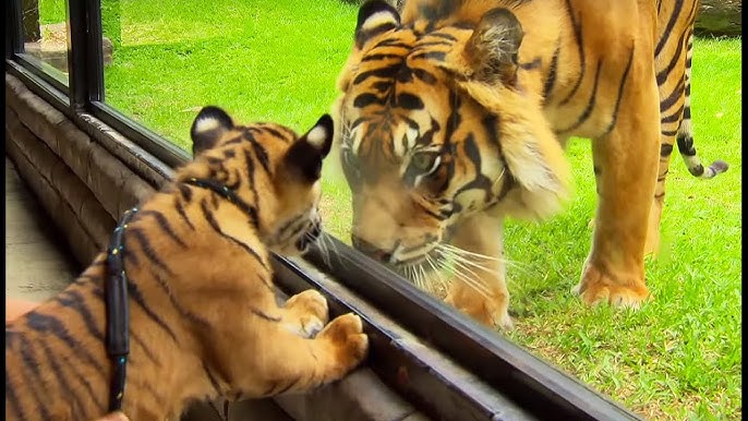 Un Bebe Tigre Nage Pour La 1ere Fois Zapping Sauvage Youtube Un Bebe Tigre Nage Pour La 1ere Fois Zapping Sauvage Youtube