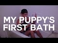 SIBERIAN HUSKY PUPPY&#39;S FIRST EVER BATH! || Nate Garner