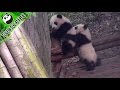 War claimed by panda cubs