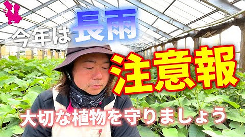 園芸農家イシヅキちゃんねる Youtube