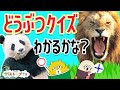 どうぶつクイズ対決!赤ちゃんコアラがうんちを食べちゃう!? パンダのしっぽは何色?ライオンのたてがみは?動物大集合|寸劇・親子向け知育教育|学研キッズTV