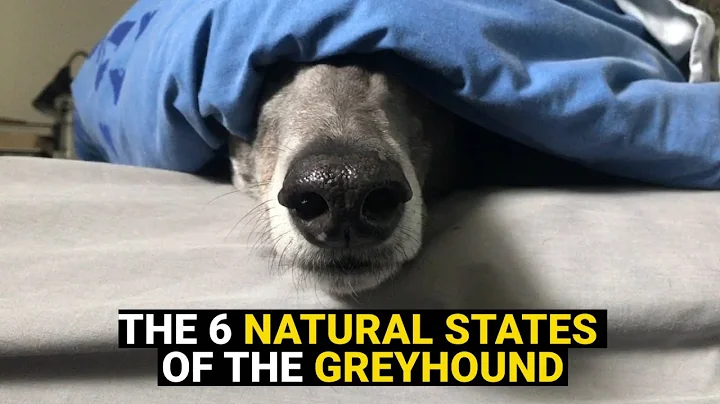 The 6 Natural States of the Greyhound - DayDayNews