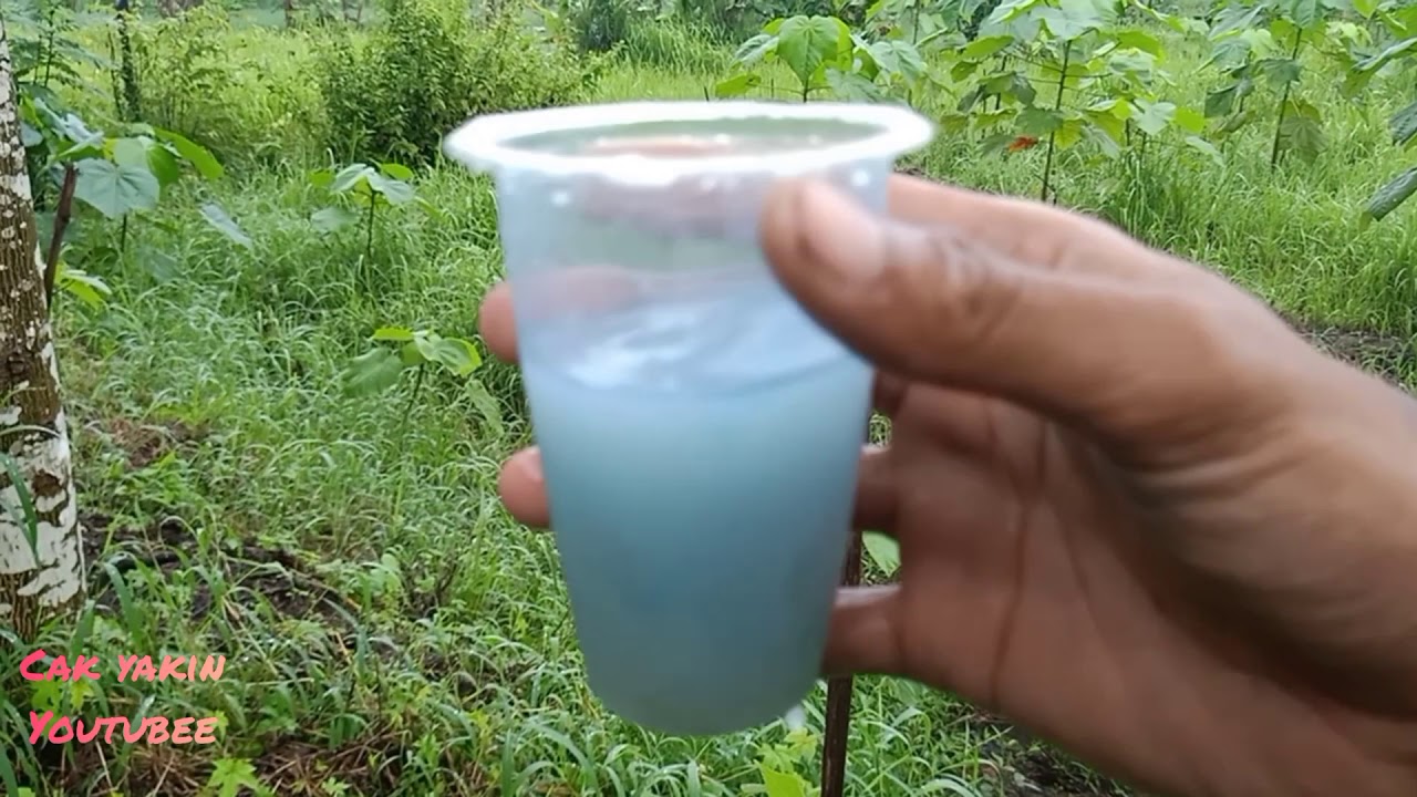 pemupukan balsa merah tahap AWAL/1 di jamin cepet besar👍