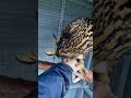 Cute owl loves being petted || Viral Video UK