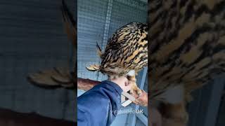 Cute owl loves being petted || Viral Video UK