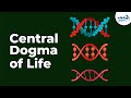 Unlocking the Central Dogma: From DNA to Protein Synthesis