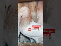 Habibi Original Rampuri Kabutar Golden Kabutar Rampurikabutar Indiankabutar Kabutar Pigeonvideos 