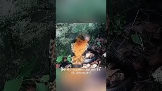 Hổ Mang Chúa Điên Cuồng Phản Công Thợ Bắt Rắn Trong Rừng 😱 #dongvathoangda #snake #kingcobra