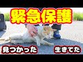 【野良猫緊急保護】ガリガリの野良猫保護しました 家猫になり元気に向かって欲しいです