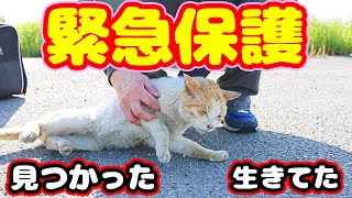 Emergency protection of tattered and skinny stray cats