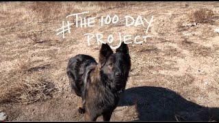 #The100DayProject: Vlog #1: New Year's Day 2021 by Heid Horch 1,162 views 3 years ago 5 minutes, 50 seconds