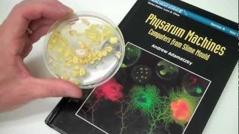 Chemotaxis in Physarum Polycephalum. FRINQ UNST 135A, Winter 2012, "Life Unlimited?"