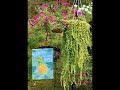 Easy To Grow Container Plants #containergardening #landscapingideas #ytshorts