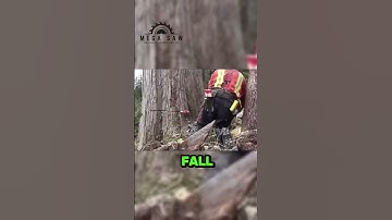 Giant Tree Felling: A Masterclass in Precision