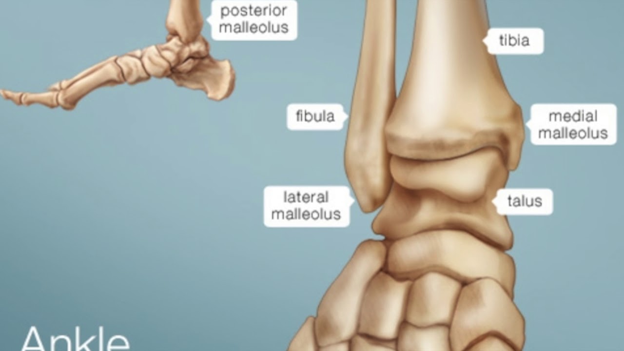 Анатомия лодыжки человека