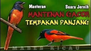 virall..!!!masteran burung mantena gacor..durasi 1jam...#suara jernih#