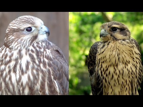 Video: Saker Falcon Là Ai