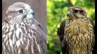 Falconry: Sakers and Prairies