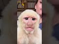 Animals Being Little Jesters! | Funniest Pets Of The Week