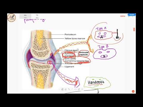Sendi Sinovial dan Osteoartritis : Patofisiologi, Faktor Risiko, Radiologi Xray, Tatalaksana