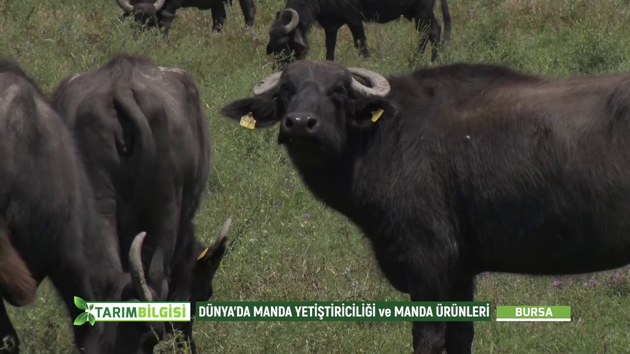 TARIM BİLGİSİ | DÜNYADA VE TÜRKİYEDE MANDA YETİŞTİRİCİLİĞİ VE MANDA ÜRÜNLERİ