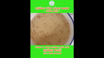 Giống tôm càng xanh toàn đực - Thủy sản Hưng Phú