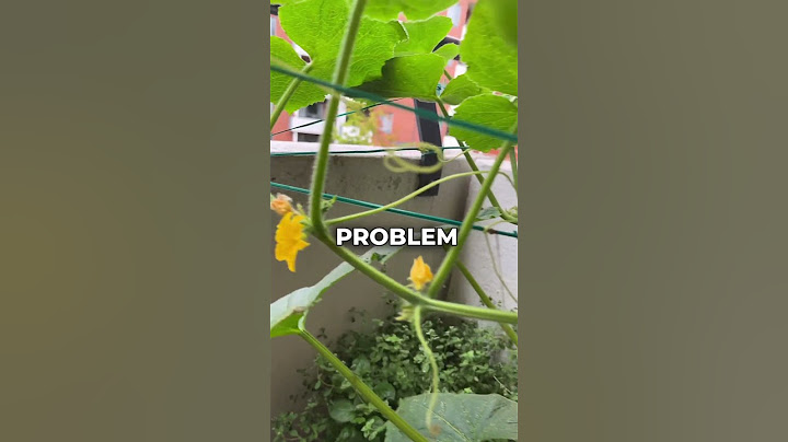 No Cucumber Only Flowers - Growing Cucumber Problem