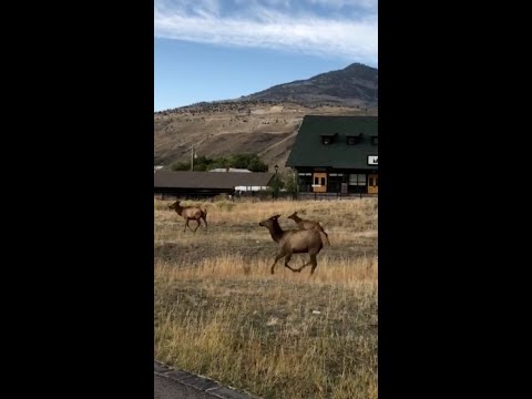 SUV보다 큰 미국 사슴 엘크 Elk at Yellowstone North Entrance