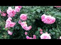Приглашаю на прогулку в цветущий сад роз. Подмосковье, июль 2020