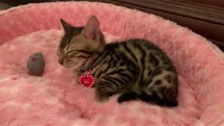 Our Bengal Kitten's First Day Home!