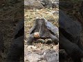 Tortoise and Turtle Characteristics