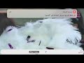 بكاء وانهيار زهرات أطفال ومواهب جوري