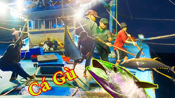CÂU GÙ XUYÊN TẾT 3_Ở Độ Sâu Hơn 2000 mét_Ngư Dân Vật Vã Lắm Mới Khấu Được Cá Ngừ Đại Dương Lên Ghe