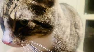 Adorable Cat by JOANNA AUD 298 views 2 months ago 4 seconds