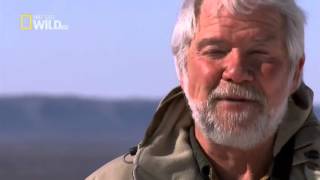 Nat Geo Wild HD American Bald Eagle HD Nature Documentary