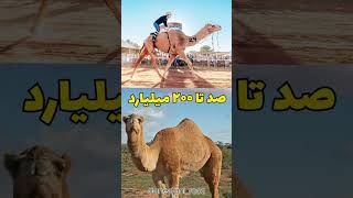 لاکچری ترین تفریحات عجیب در دبی که باورتون نمیشه🤐😲