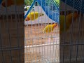 African love bird. ........