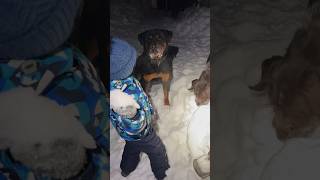 Мирана ест снег #ротвейлер #мирана #finnyvideo #funnyshorts #dog