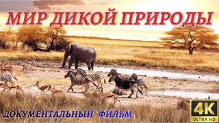 видео: Удивительный Мир Дикой Природы. Документальный Фильм 4K картинка: Удивительный Мир Дикой Природы. Документальный Фильм 4K