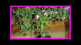 花開賽牡丹，飄過滿屋香，這花養1盆，平安祥瑞齊到家！