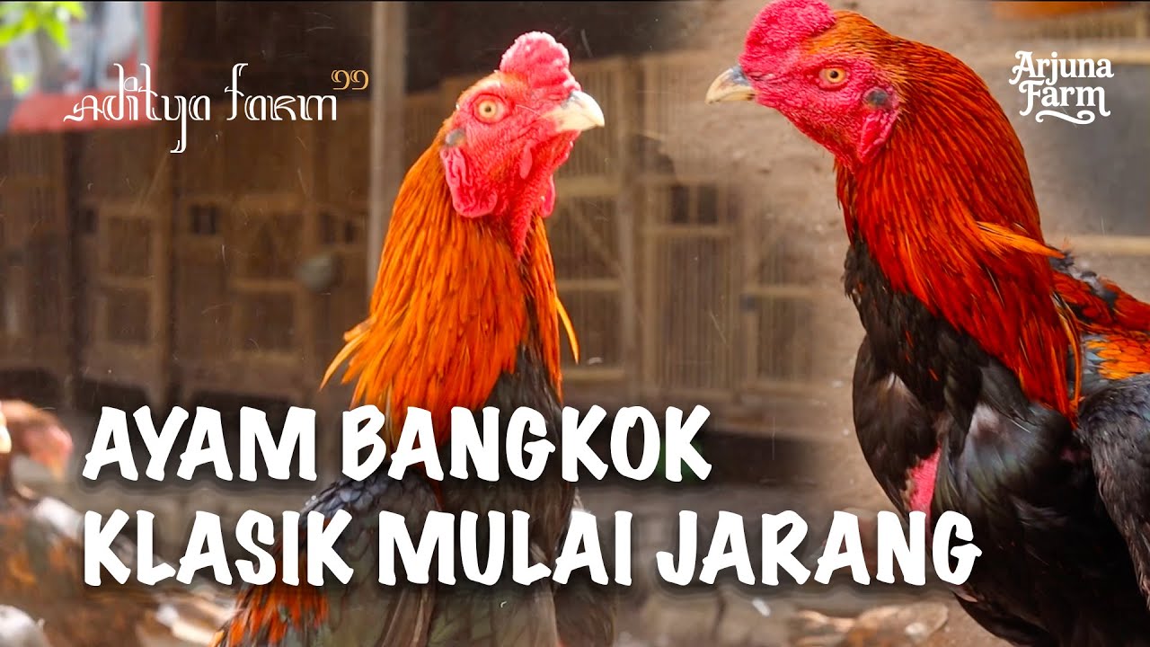 AYAM BANGKOK KLASIK SUDAH JARANG DITEMUI | Aditya Farm 99