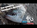 Как поймать Смариду в Декабре! Rockfishing на Черном Море!