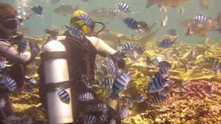 Shark Feeding Dive 1 at Beqa Lagoon, Fiji
