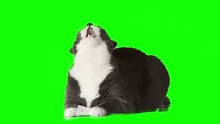 Cat yelling into the air green screen