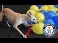 Fastest time to pop 100 balloons by a dog - Toby the whippet