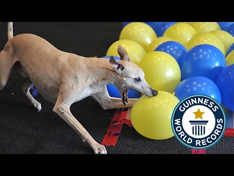 Fastest time to pop 100 balloons by a dog - Toby the whippet