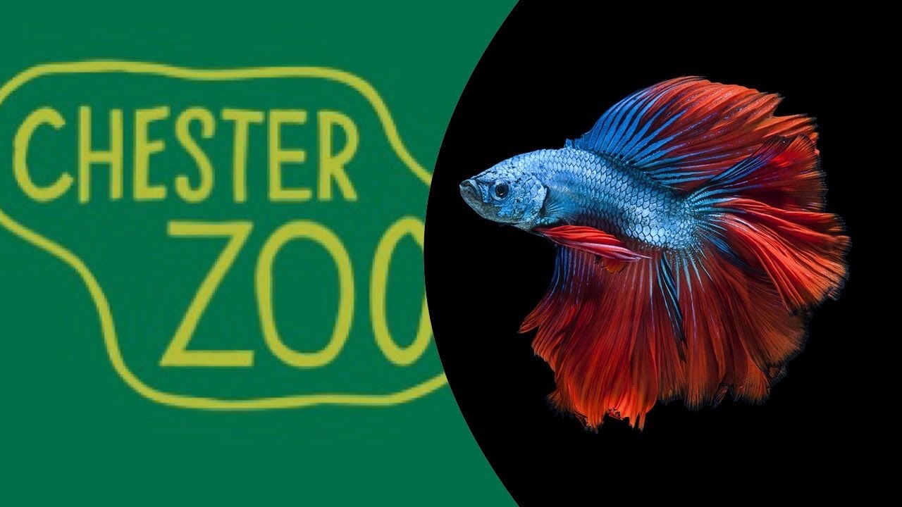 Tour Episode 2: Chester Zoo 04/08/2021